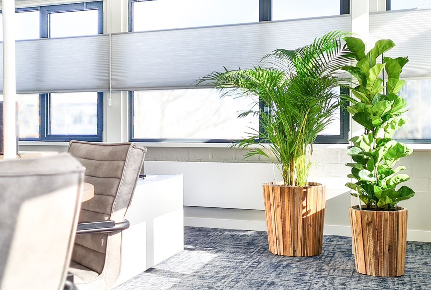 Twee mooi grote planten via Interieurbeplanting voor bedrijven