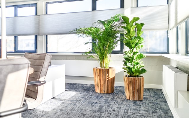 Interieurbeplanting voor bedrijven