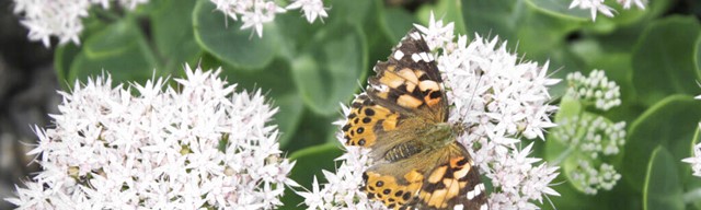 Biodiversiteit