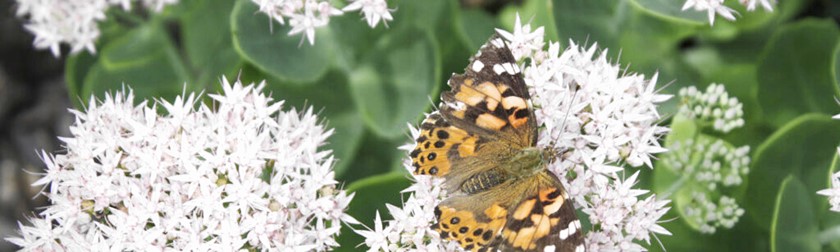 Vlinder op witte bloemen in een groene geven
