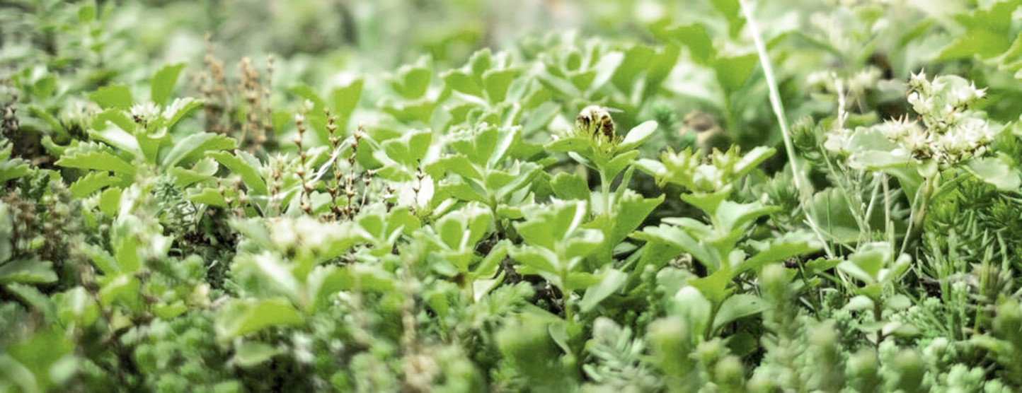 Sedum bedekking