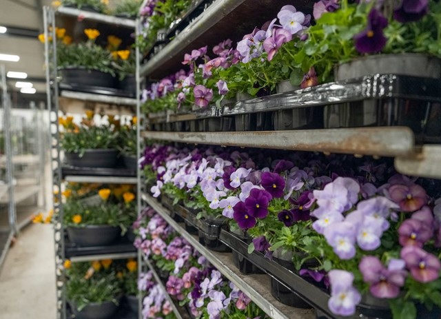 Rek met eenjarige tuinplanten bij een winkel van Intratuin