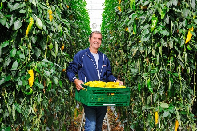 John Ammerlaan van Ammerlaan 4Polders met een krat paprika's in de kas